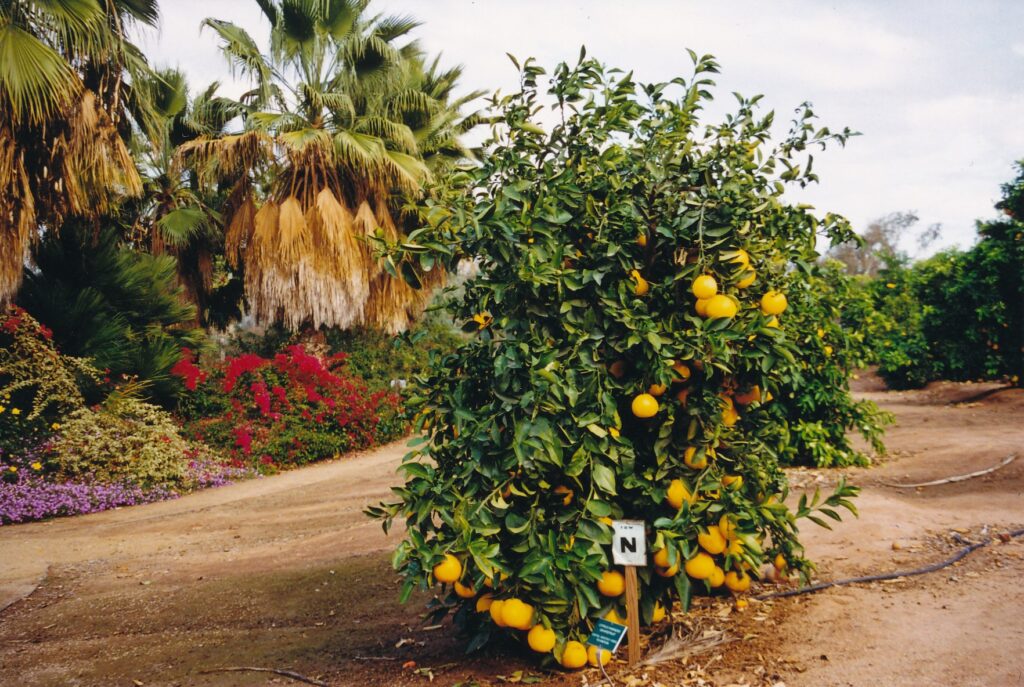 Colors and dirt abound in California Citrus State Historical Park, which still is in development.