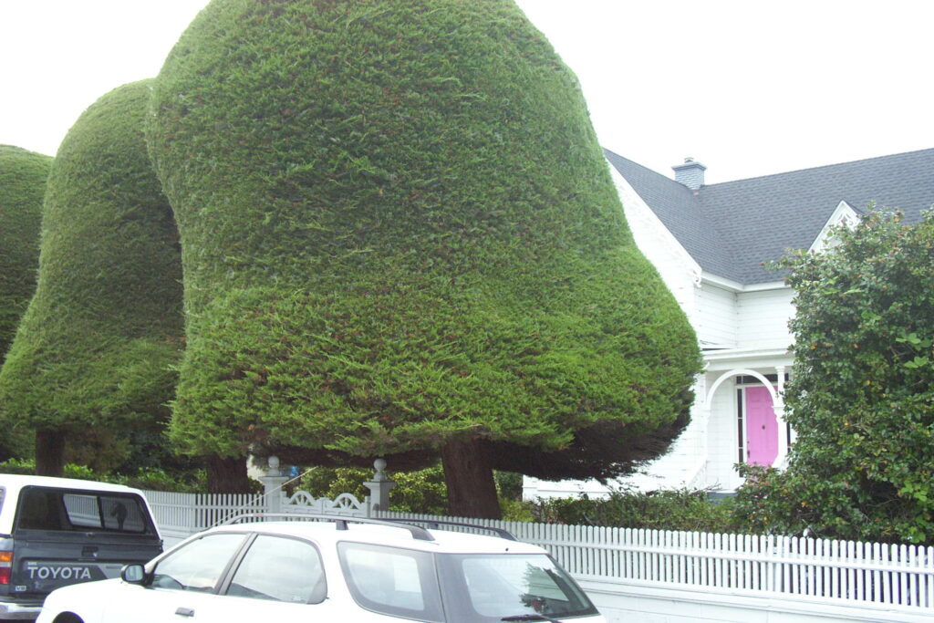 The Arnold Berding House, between Berding and Main streets on Ocean Avenue in Ferndale, should not be missed. Out front are five distinctively pruned coast cypress, or “gumdrop,” trees. 
