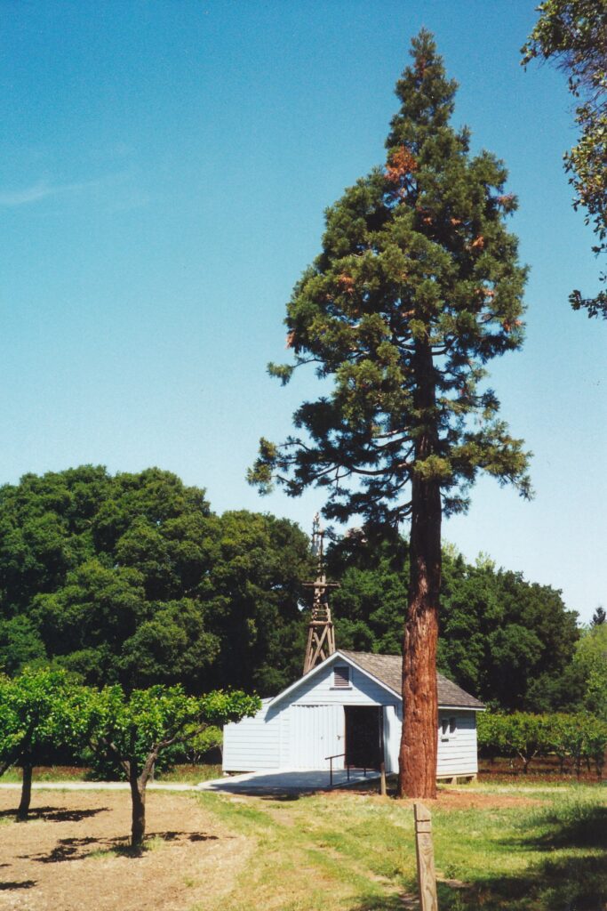 John Muri himself planted this sequoia at the national historic site. (Note: The tree has since died.)