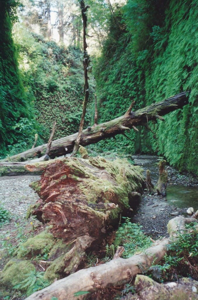 Lush fern-covered slope sides line this peaceful trail at Prairie Creek Redwoods State Park.