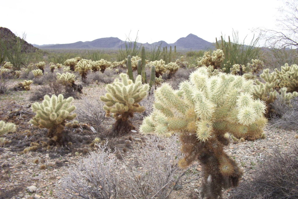 Teddybear Pass contains a vast collection of the yellow, fuzzy, low-growing teddybear cholla cacti.
