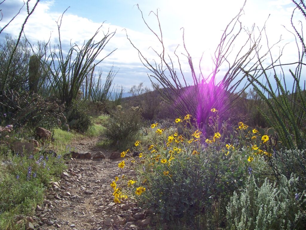 Spring is arguably the best time to visit Saguaro National Park near Tucson, due to the wildflowers.