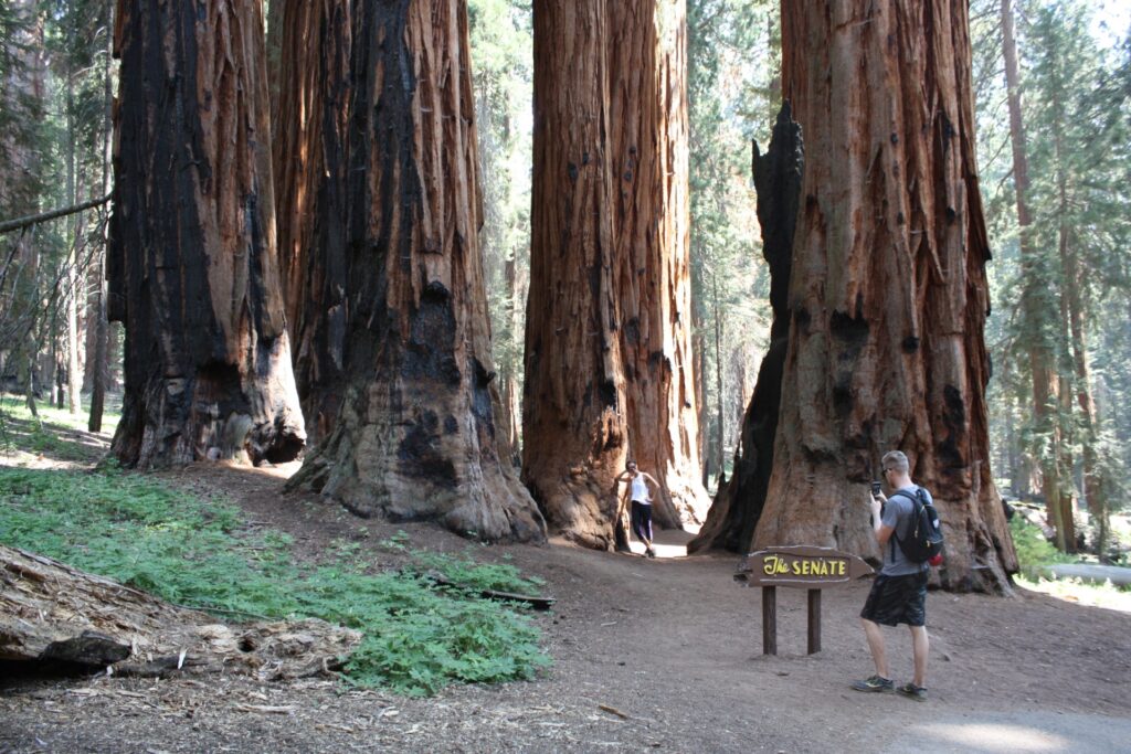 The Congress Trail, which starts near the General Sherman Tree, is a highlight of the national park.