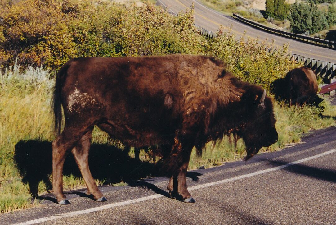 In 1956, 29 bison were brought to Theodore Roosevelt National Park's south unit, 20 were reintroduced to the north unit six years later, and today several hundred buffalo live in the park.
